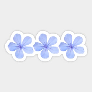 Three Blue Flowers Floral Photo Sticker